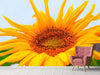 Fototapete Grosse Sonnenblume - Tag2 by Suzenna