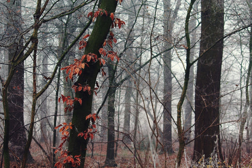 Fototapete Herbst Winter