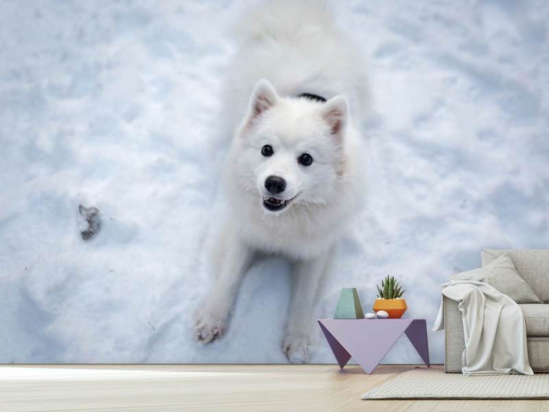 Fototapete Hunde Freude im Schnee