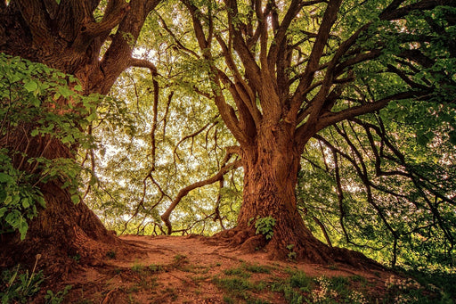 Fototapete Im dichten Wald