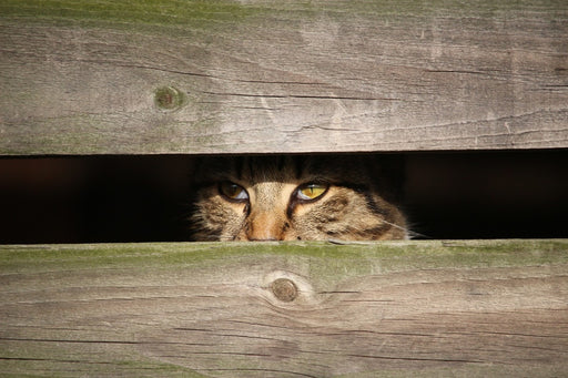 Fototapete Katze im Versteck