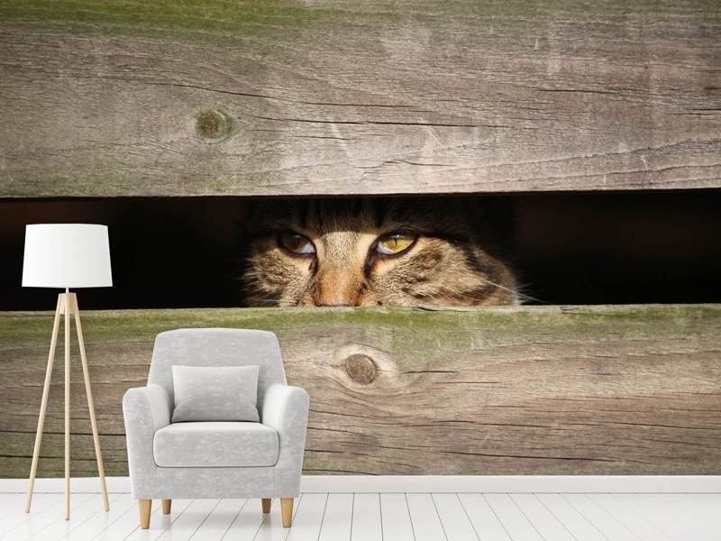 Fototapete Katze im Versteck
