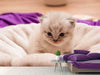 Fototapete Kitten zum Verlieben - Tag2 by Suzenna