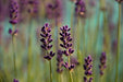 Fototapete Lavendel in XL