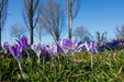 Fototapete Lila Krokus in der Natur