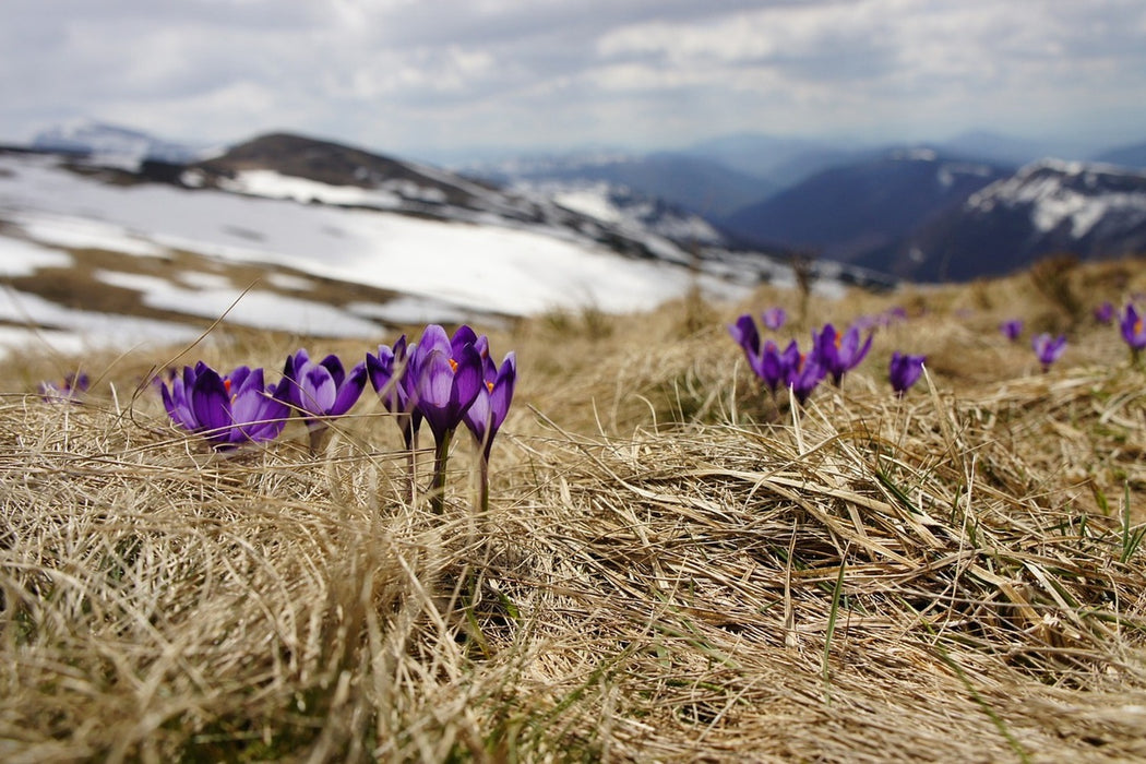 Fototapete Lila Krokus