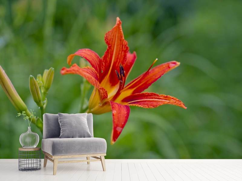 Fototapete Lilienblüte in der Natur