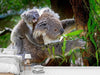 Fototapete Mama und Baby Koala - Tag2 by Suzenna