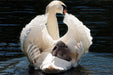 Fototapete Mama und Baby Schwan