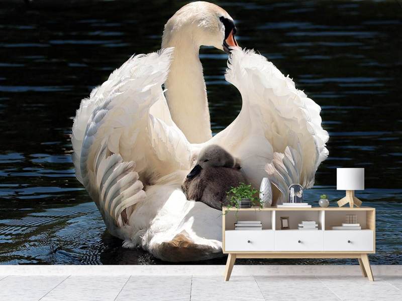 Fototapete Mama und Baby Schwan - Tag2 by Suzenna