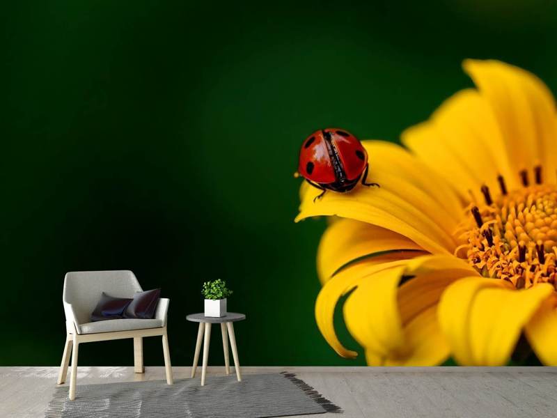 Fototapete Marienkäfer auf der Sonnenblume