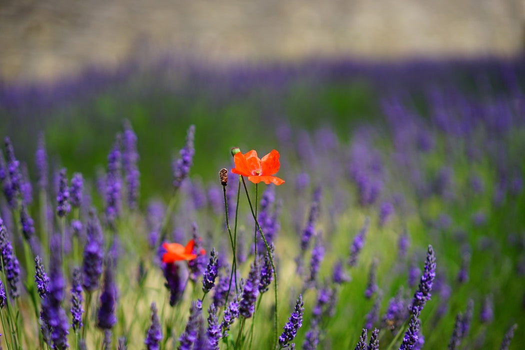 Fototapete Mohn im Lavendel