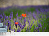 Fototapete Mohn im Lavendel - Tag2 by Suzenna