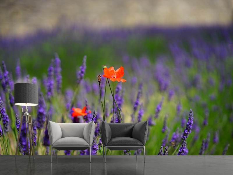 Fototapete Mohn im Lavendel - Tag2 by Suzenna