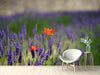 Fototapete Mohn im Lavendel - Tag2 by Suzenna