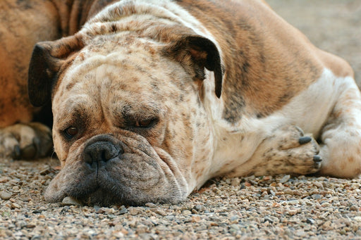 Fototapete Müder Boxer