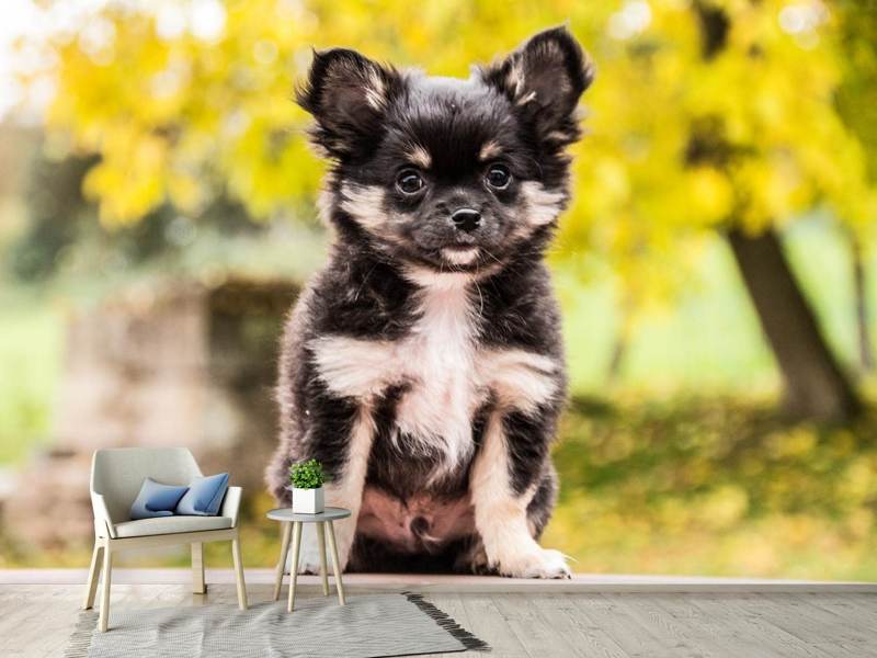 Wall Mural Cute Chihuahua puppy