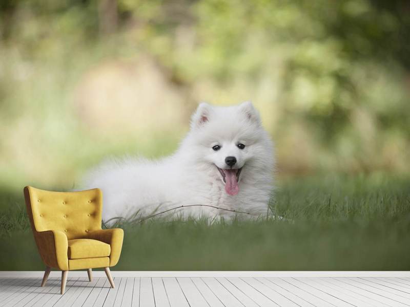 Wall Mural Cute Spitz puppy