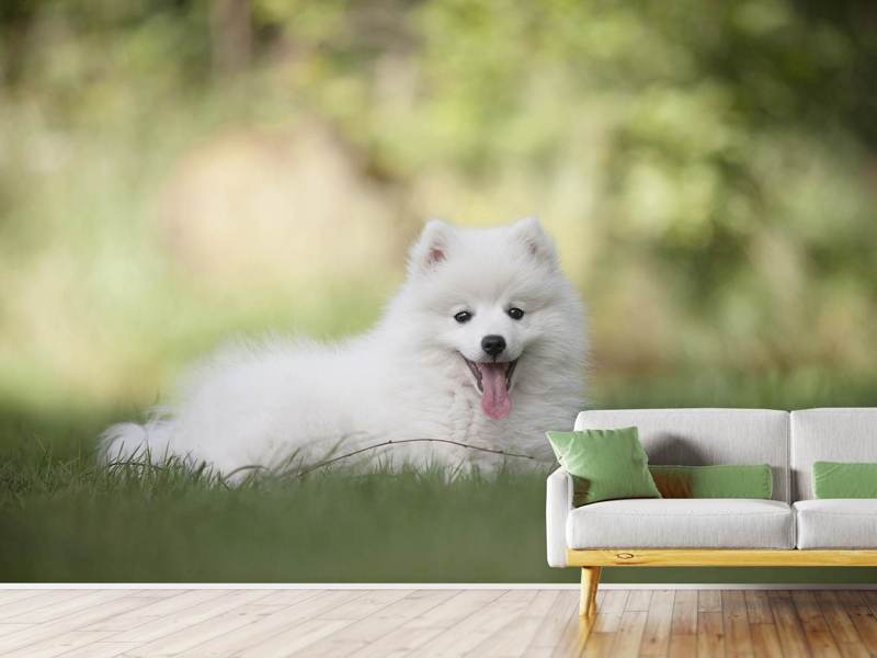 Wall Mural Cute Spitz puppy