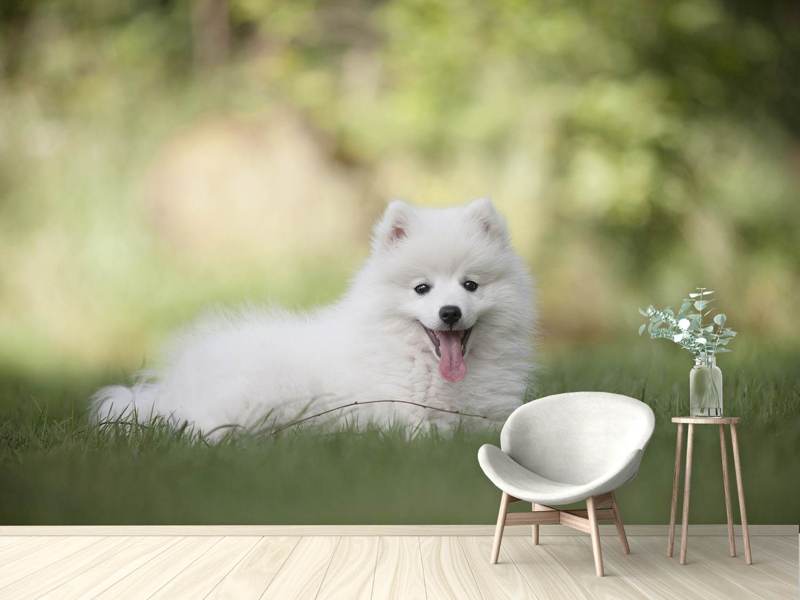 Wall Mural Cute Spitz puppy