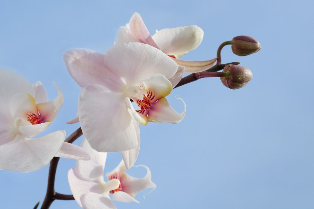 Fototapete Orchidee im Himmel