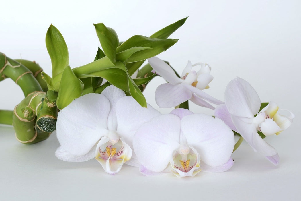 Fototapete Orchidee und Bambus