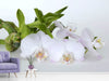 Fototapete Orchidee und Bambus - Tag2 by Suzenna