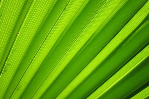 Fototapete Palm Streifen 2