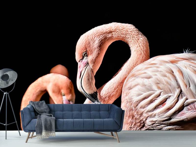 Fototapete Prächtige Flamingos