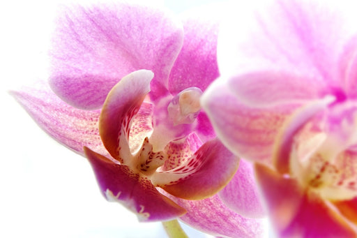 Fototapete Prächtige Phalaenopsis