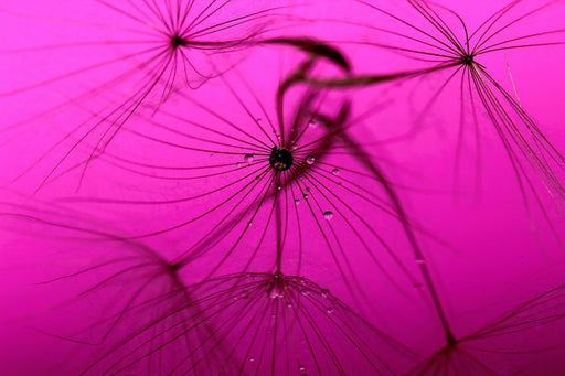 Fototapete Pusteblume in pink