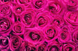 Fototapete Rosenblüten in pink