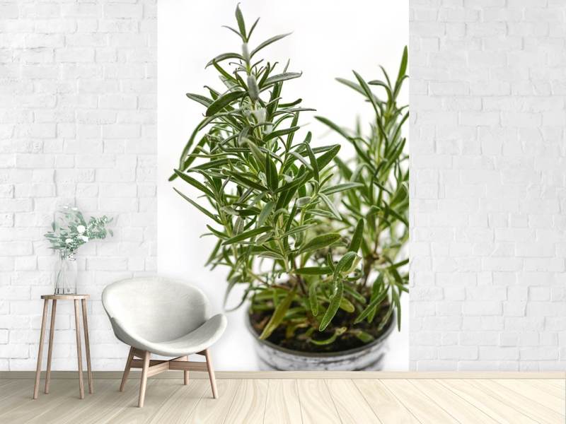 Wall Mural Rosemary in pot