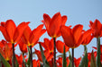 Fototapete Rote Tulpen XL