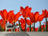 Fototapete Rote Tulpen XL - Tag2 by Suzenna