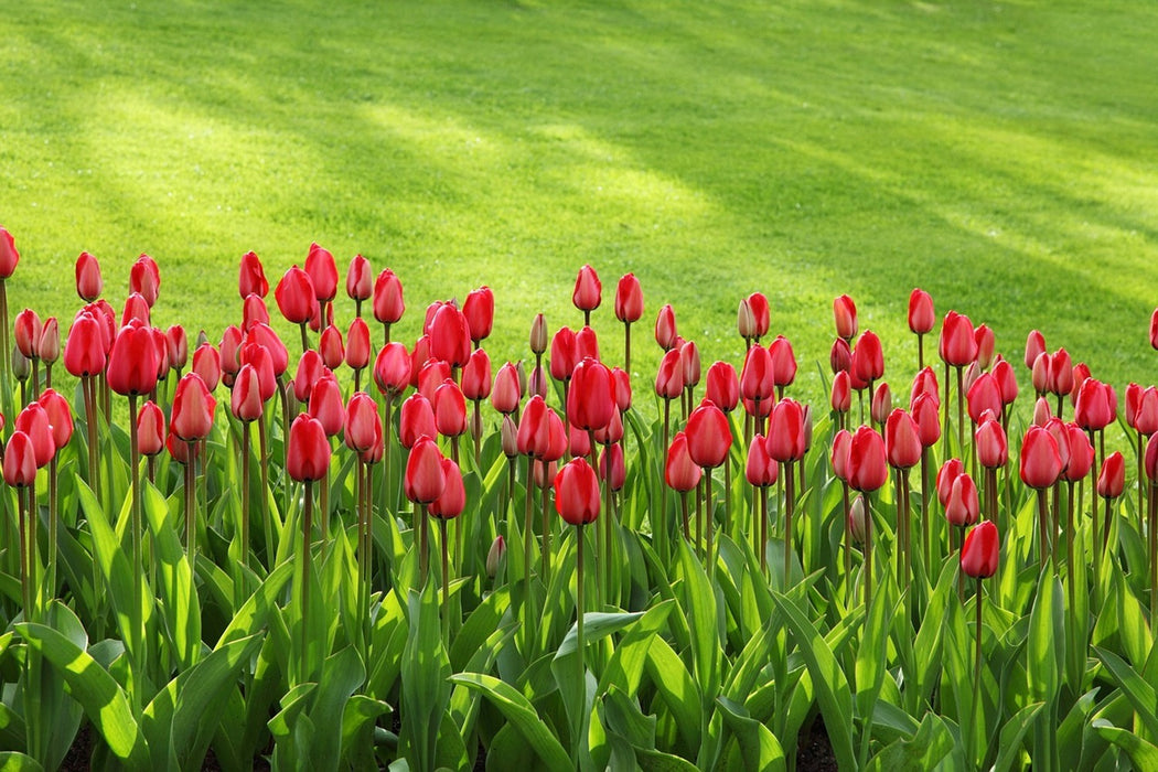 Fototapete Rotes Tulpenfeld im Sonnenlicht