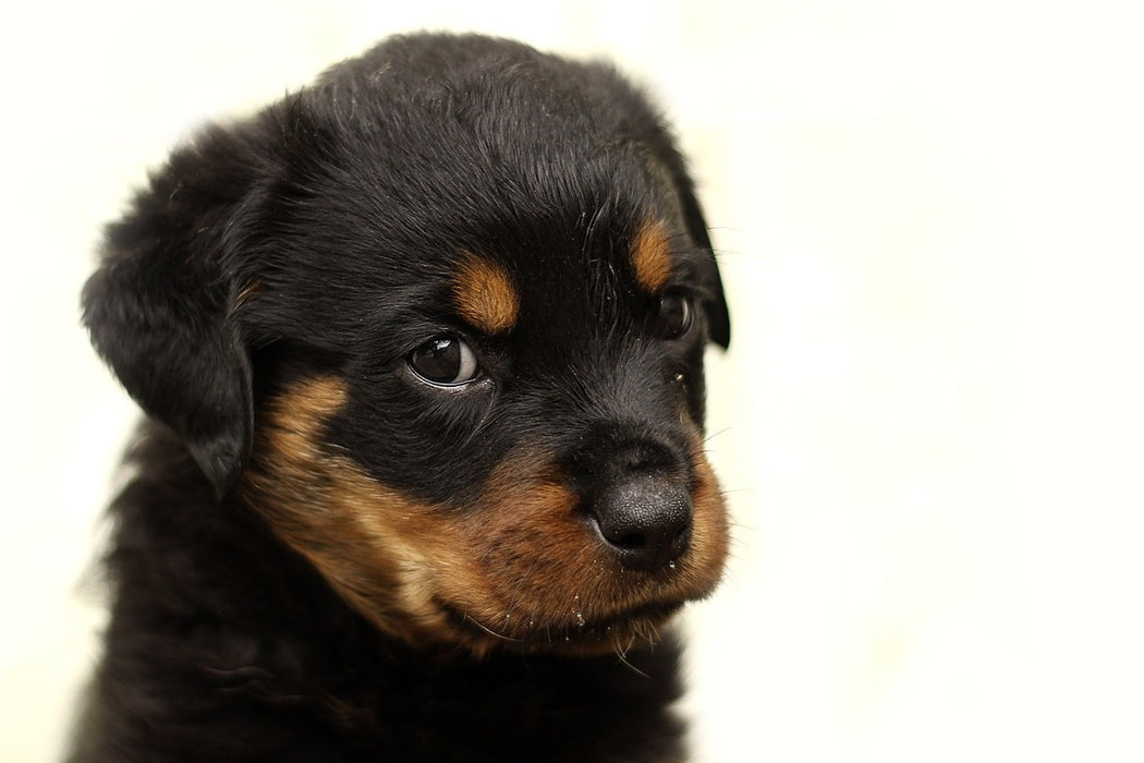 Fototapete Rottweiler Welpe zum Verlieben