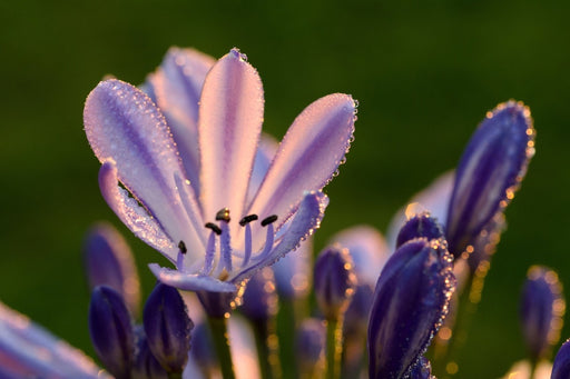 Fototapete Schmucklilien mit Morgentau