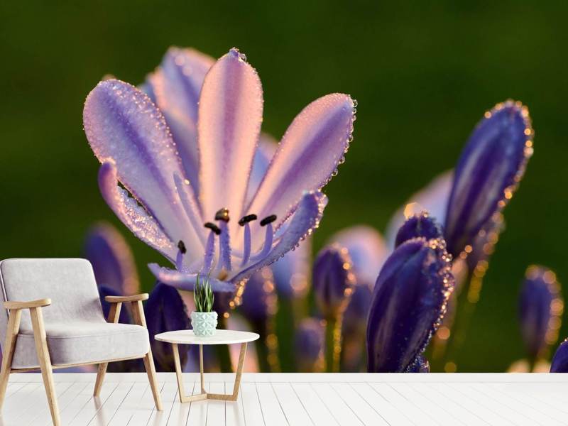 Fototapete Schmucklilien mit Morgentau