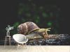 Fototapete Schnecke XXL - Tag2 by Suzenna