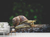 Fototapete Schnecke XXL - Tag2 by Suzenna