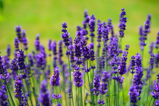 Fototapete Schöner Lavendel