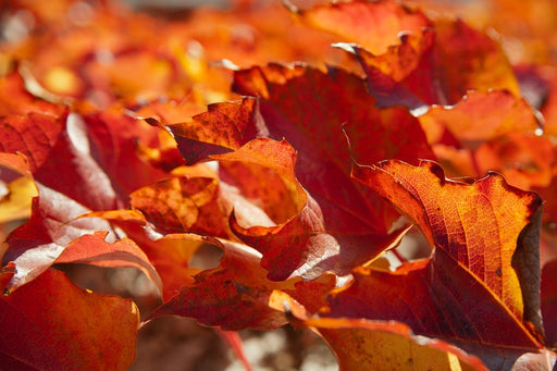 Fototapete Schönes Herbstlaub