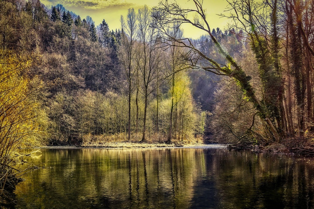 Fototapete See im Wald