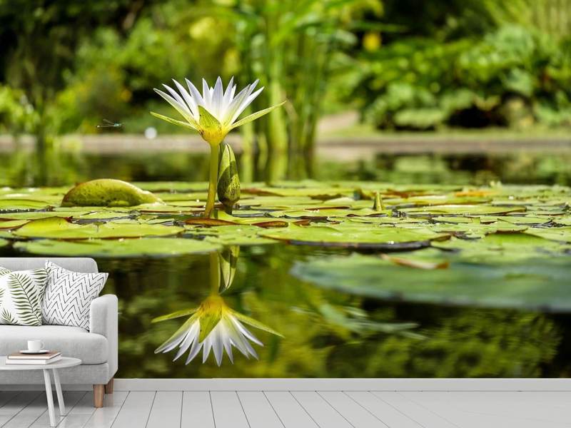 Fototapete Seerose in der Natur