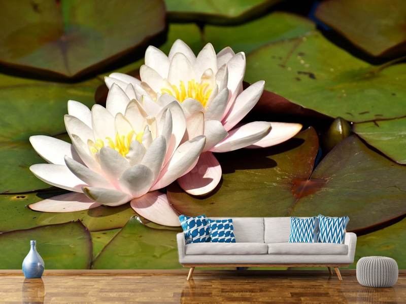 Photo wallpaper water lilies duo in white