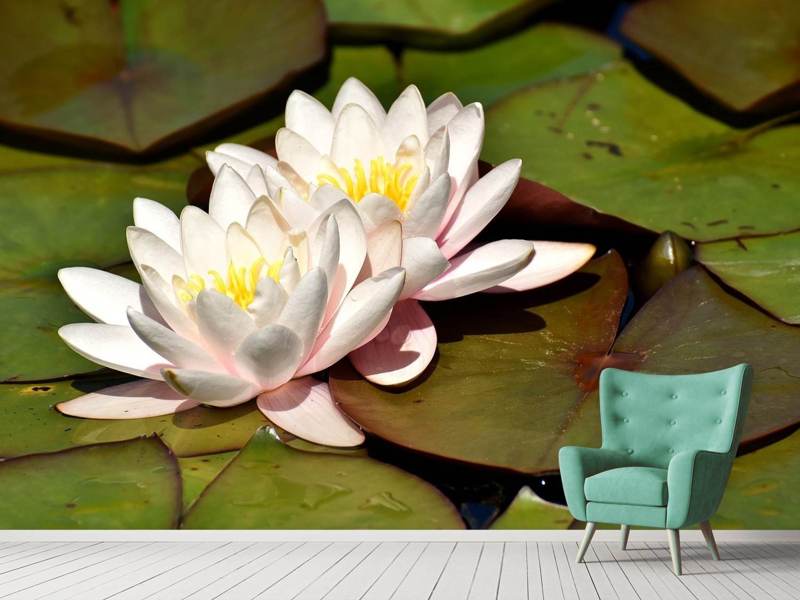 Photo wallpaper water lilies duo in white