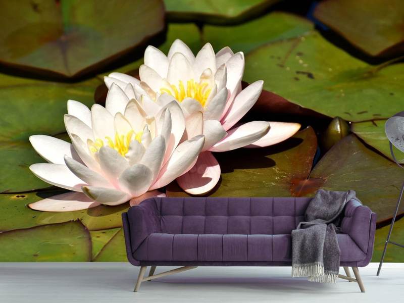 Photo wallpaper water lilies duo in white