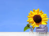 Fototapete Sonnenblume mit blauem Himmel - Tag2 by Suzenna