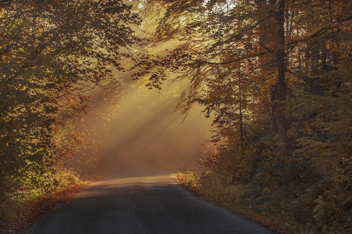 Fototapete Sonnenstrahlen im Wald